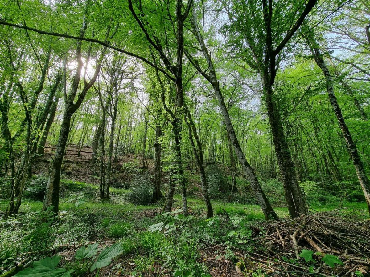 Le Domaine Du Cerf - Gites, Nature Et Spa Saint-Ouen-les-Vignes Ngoại thất bức ảnh